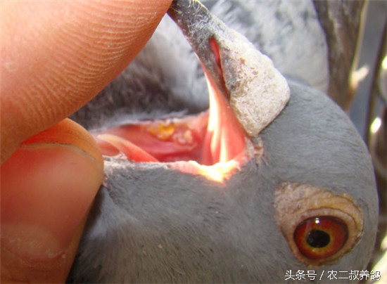 养鸽场怎么预防毛滴虫,养鸽场预防苍蝇妙招