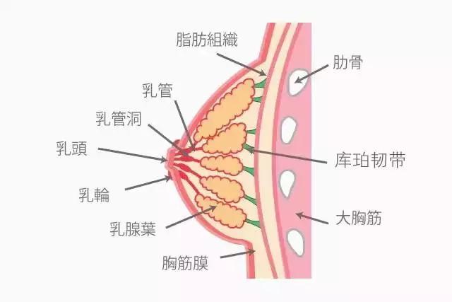 痛！生娃三大酷刑终极Boss乳腺炎之~通关秘籍