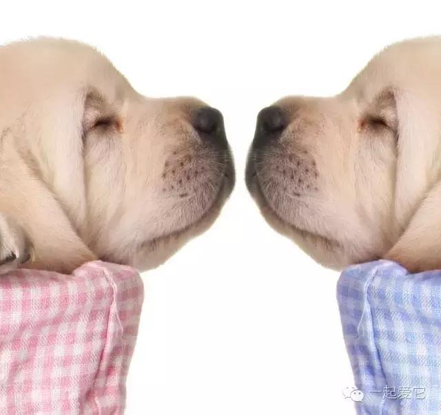 养宠知识不明确导致的惨案,养宠知识为什么猫咪总是看不起你