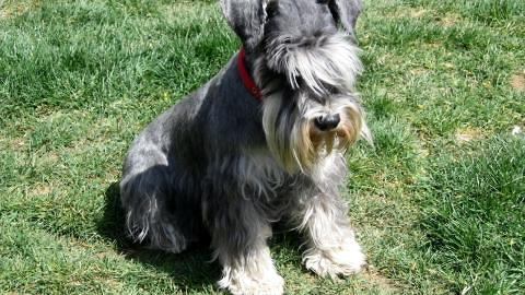 狗主人有什么坏心思,狗都有什么毛病