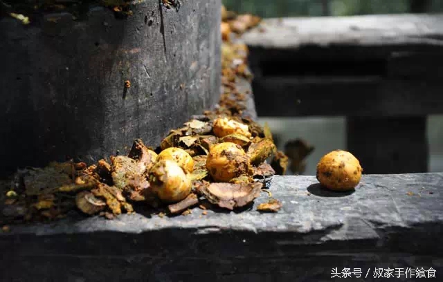 “绩溪大帝国”的英雄,爸妈喊你回家打山核桃啦