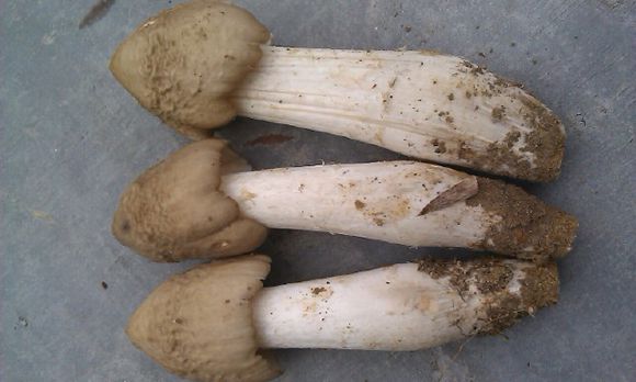 纯天然蘑菇来自大自然的馈赠,大山的馈赠纯天然野生蘑菇