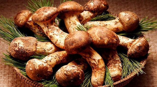 纯天然蘑菇来自大自然的馈赠,大山的馈赠纯天然野生蘑菇