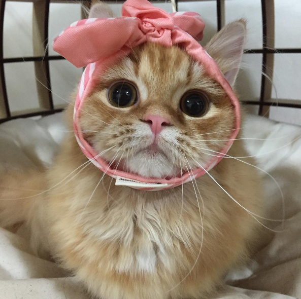 猫咪头上带了个粉色蝴蝶结表情包,狗狗控萌图视频