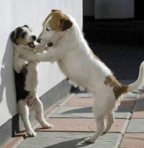 动物配文字搞笑图片,动物搞笑片段大全爆笑