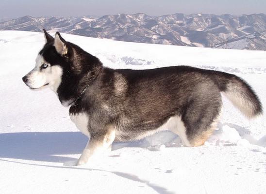 阿拉斯加犬好训吗,阿拉斯加雪橇犬好养吗