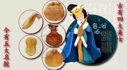 赤嘴鳘野生和养殖的区别,如何辨别野生赤嘴鳘