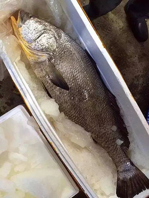 赤嘴鳘野生和养殖的区别,如何辨别野生赤嘴鳘