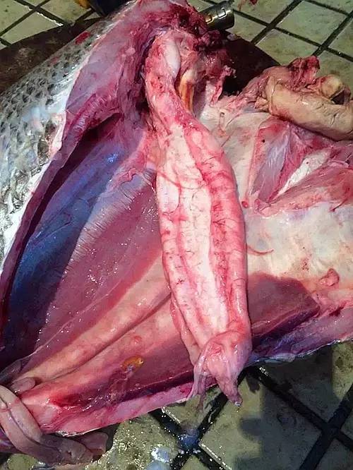 赤嘴鳘野生和养殖的区别,如何辨别野生赤嘴鳘