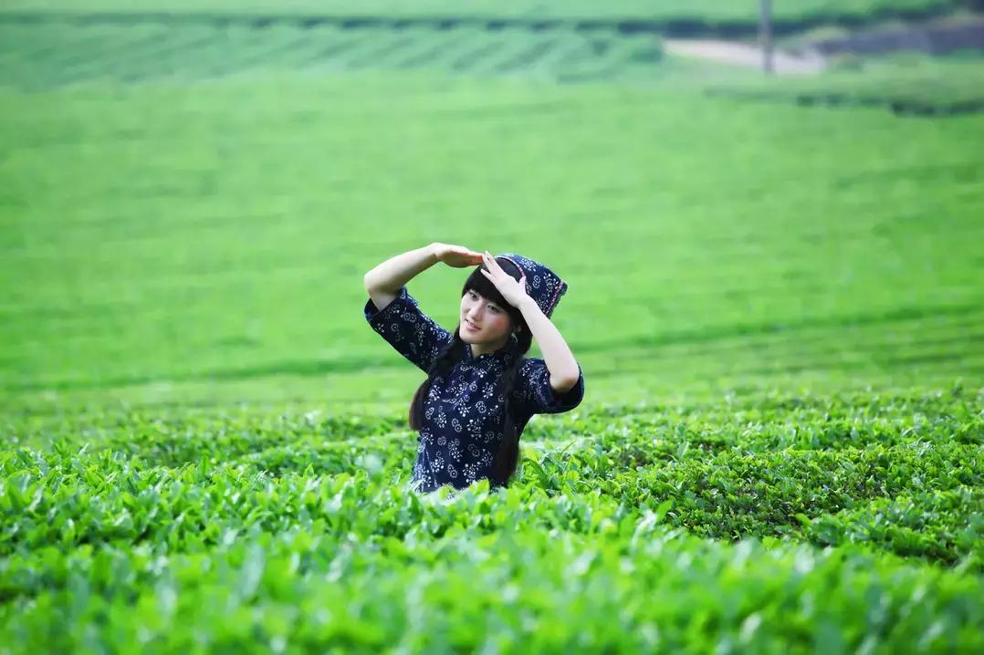 安溪由茶乡变成诈骗之乡,安溪为啥被称为诈骗之乡