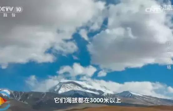 别再让孩子看《熊×》《×羊》了!看看CCTV-10吧