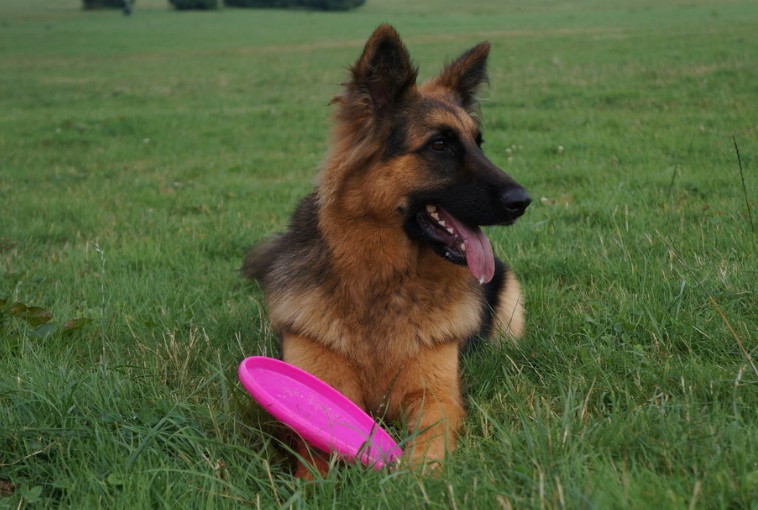 东德牧羊犬和德国牧羊犬有区别吗,牧羊犬详细介绍