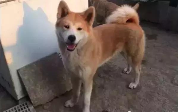 宠物狗每个月都要来大姨妈吗,宠物狗来大姨妈要注意什么