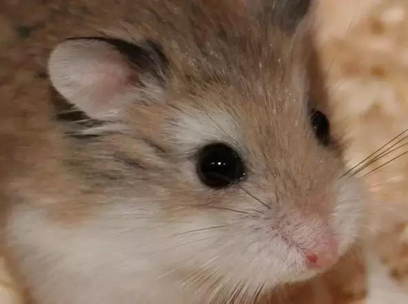 学生*党**白领的最爱小小仓鼠总有你不知道的秘密