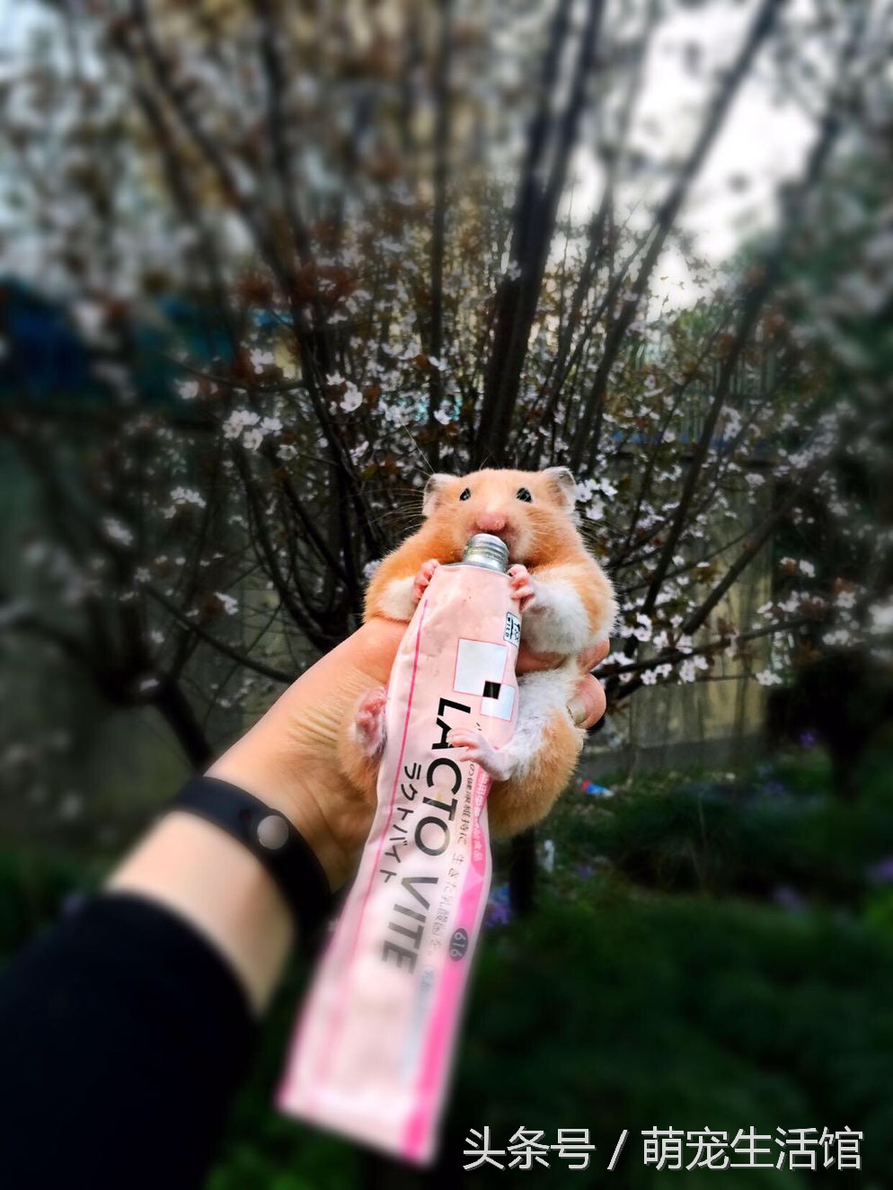 金丝熊日常需要准备的药物,仓鼠金丝熊适用的药品