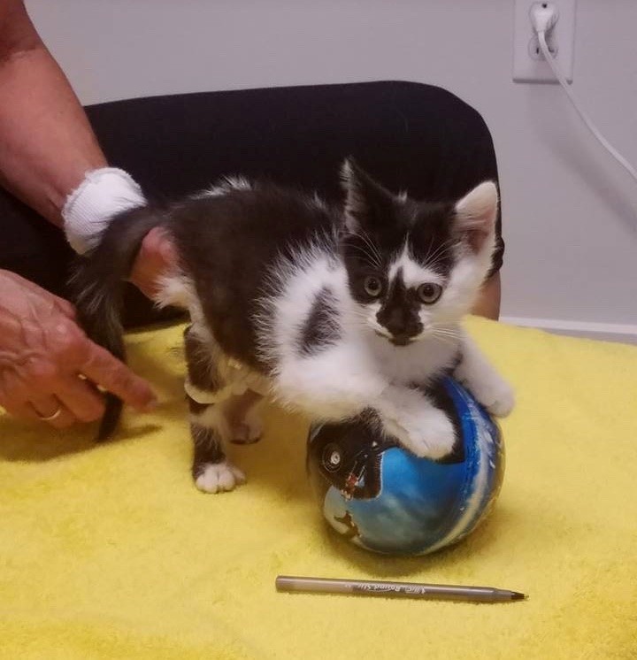 小奶猫后肢瘫痪,给后腿瘫痪的小猫做康复训练