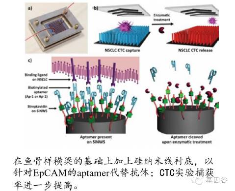 循环肿瘤细胞ctc检测技术,液体活检ctc多少费用