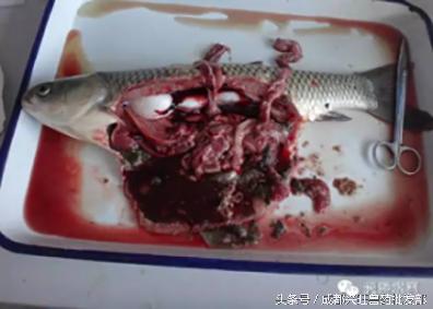 水产养殖鱼肠炎病的治疗方案,水产养殖鱼肠炎