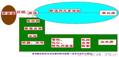 水产养殖鱼肠炎病的治疗方案,水产养殖鱼肠炎