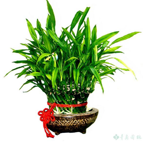 富贵竹怎么养教程,富贵竹万年竹