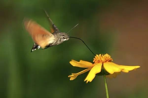 100种蜂鸟图片,漂亮小蜂鸟图片