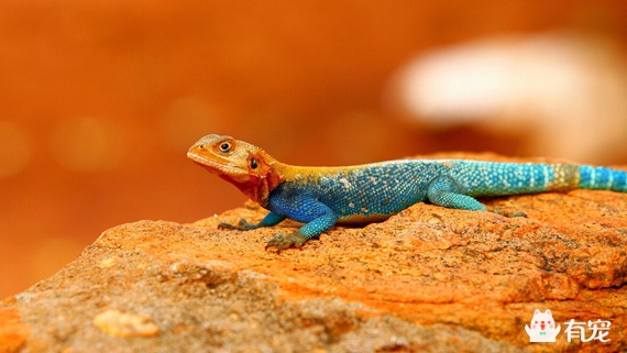 印度蜥蜴有毒吗,小蜥蜴宠物有毒吗