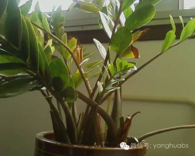 摇钱树都成光杆司令了，还怎么摇钱？