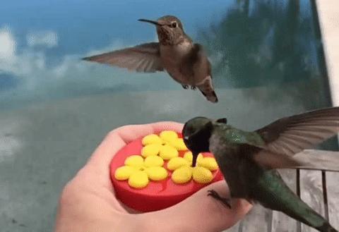 100种蜂鸟图片,漂亮小蜂鸟图片