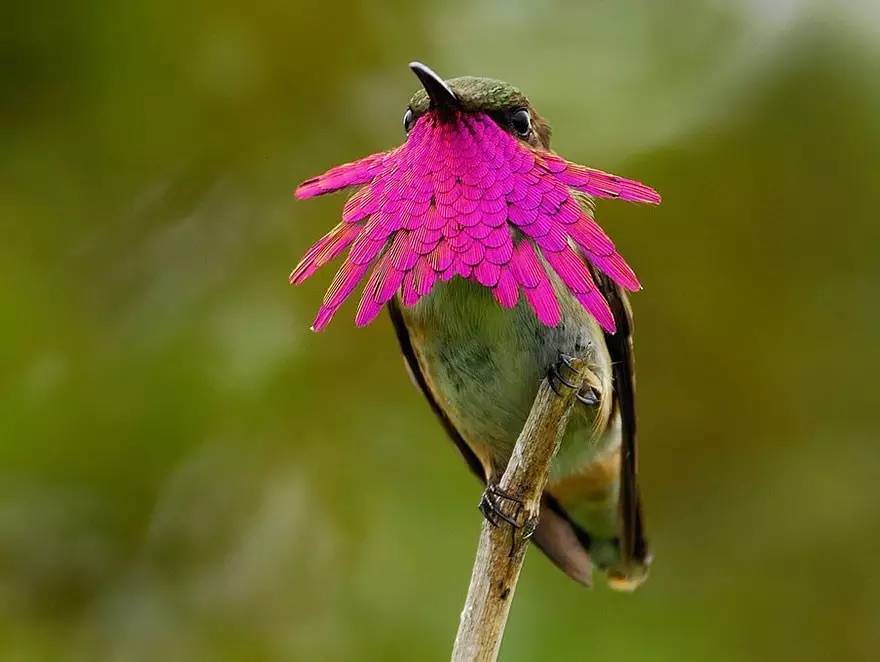 100种蜂鸟图片,漂亮小蜂鸟图片