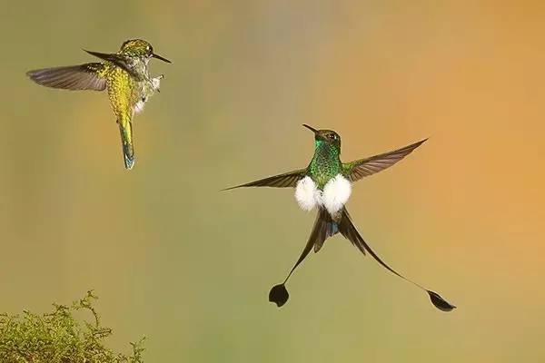 100种蜂鸟图片,漂亮小蜂鸟图片