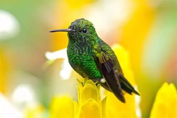 100种蜂鸟图片,漂亮小蜂鸟图片