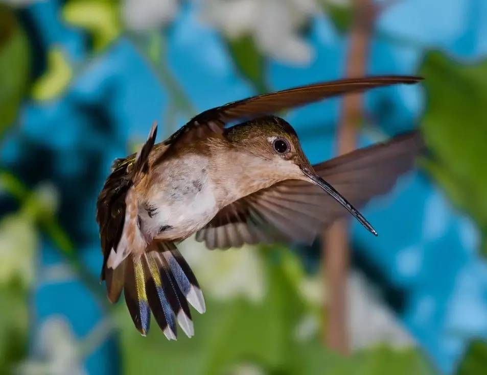 100种蜂鸟图片,漂亮小蜂鸟图片