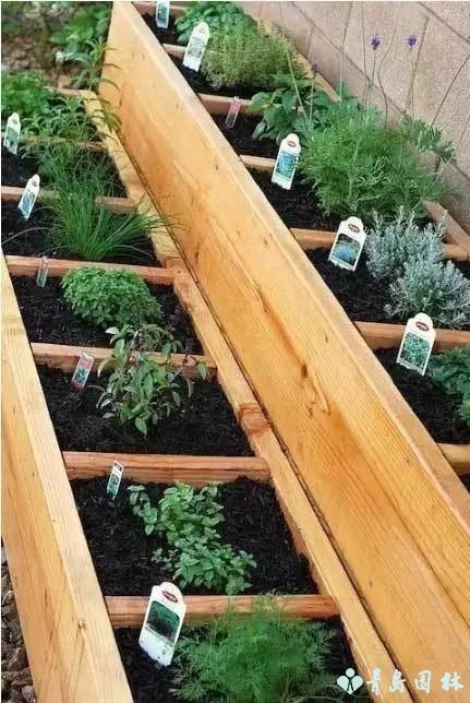 香草怎样种植才能发芽,盆栽最好种的香草植物