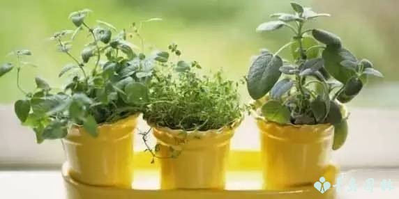 香草怎样种植才能发芽,盆栽最好种的香草植物