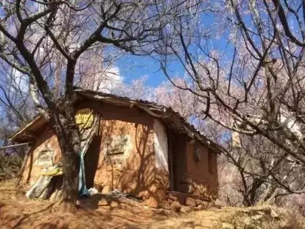 丽江拉市海梅花,丽江拉市海风景也很美