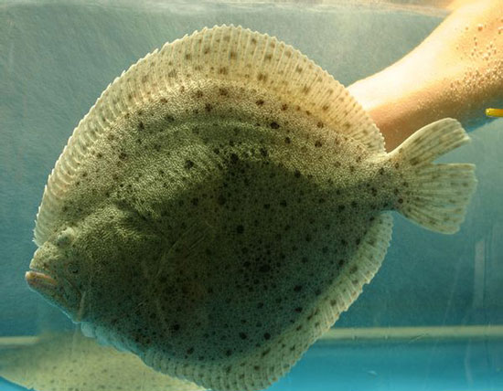 大美丽鲜活多宝鱼,精品海鲜多宝鱼