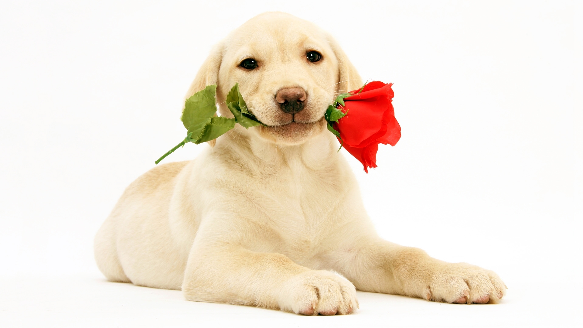 2024年十二生肖狗的运程,十二生肖之狗一生总运势