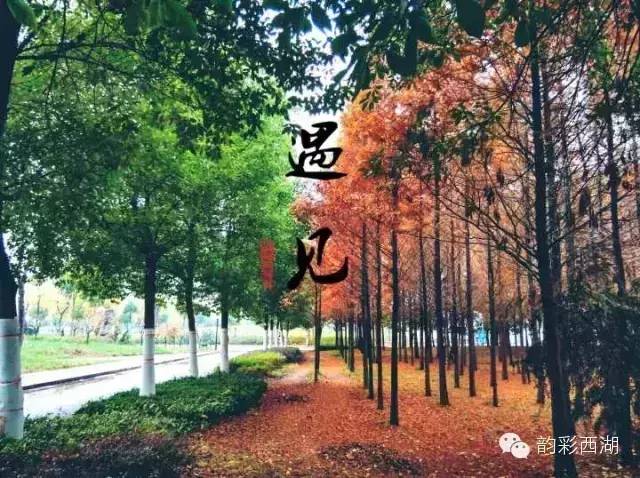 安徽合肥小幸运,小幸运大学生翻唱