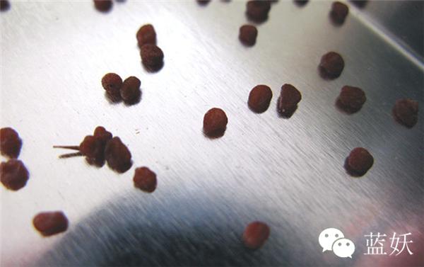 仙客来叶子边缘发黄怎么办,仙客来叶子发黄补救方法