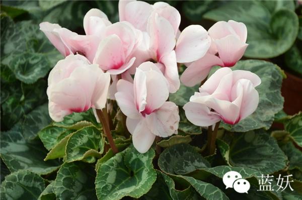 仙客来叶子边缘发黄怎么办,仙客来叶子发黄补救方法