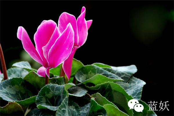 仙客来叶子边缘发黄怎么办,仙客来叶子发黄补救方法