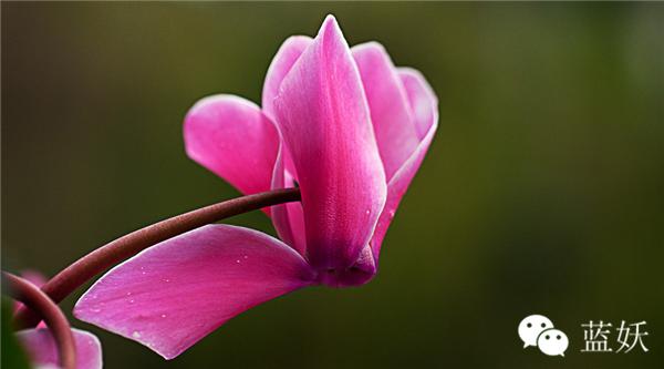 仙客来叶子边缘发黄怎么办,仙客来叶子发黄补救方法