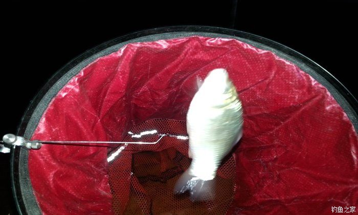 西江夜钓最佳时间,西江夜钓没口