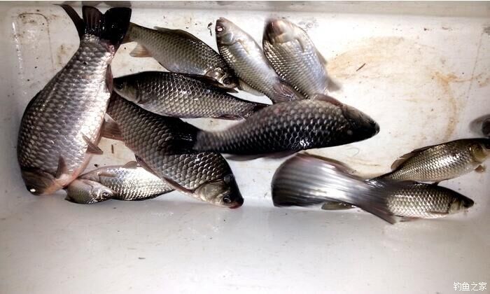 西江夜钓最佳时间,西江夜钓没口