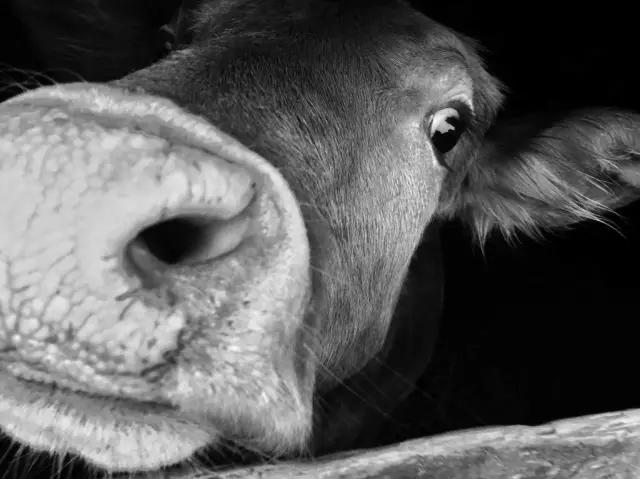 cmpa是什么,cmpa东莞坎普