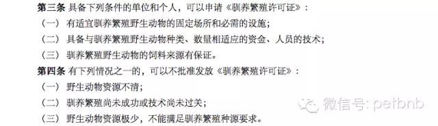 家养小宠物猴,养刚生下来的小猴子当宠物