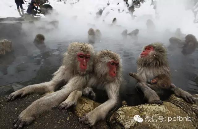 家养小宠物猴,养刚生下来的小猴子当宠物