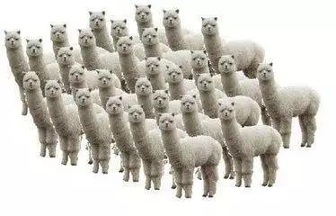 苏宁清一色球迷 (苏宁球迷专列)