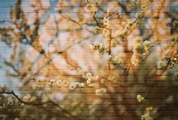 复旦大学：日月光华，旦复旦兮