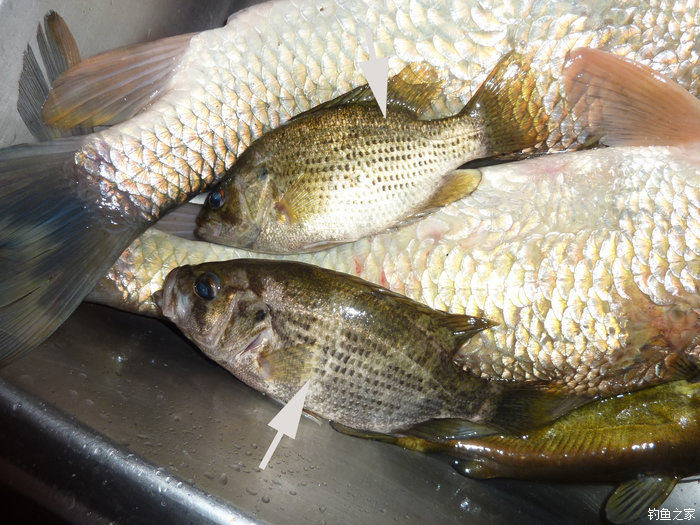 十全武功秘籍,十全大补汤钓鱼